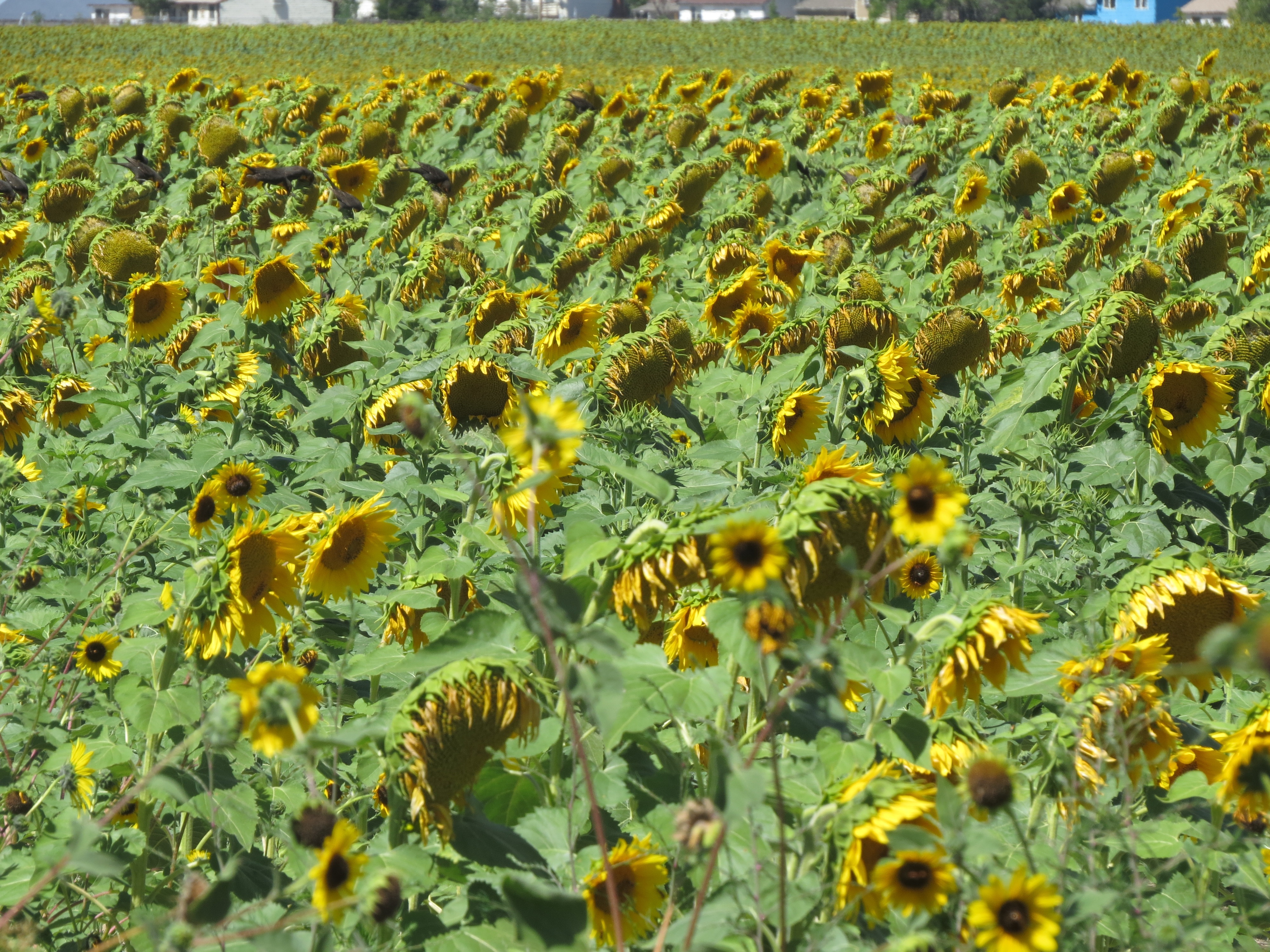 sunflower garden