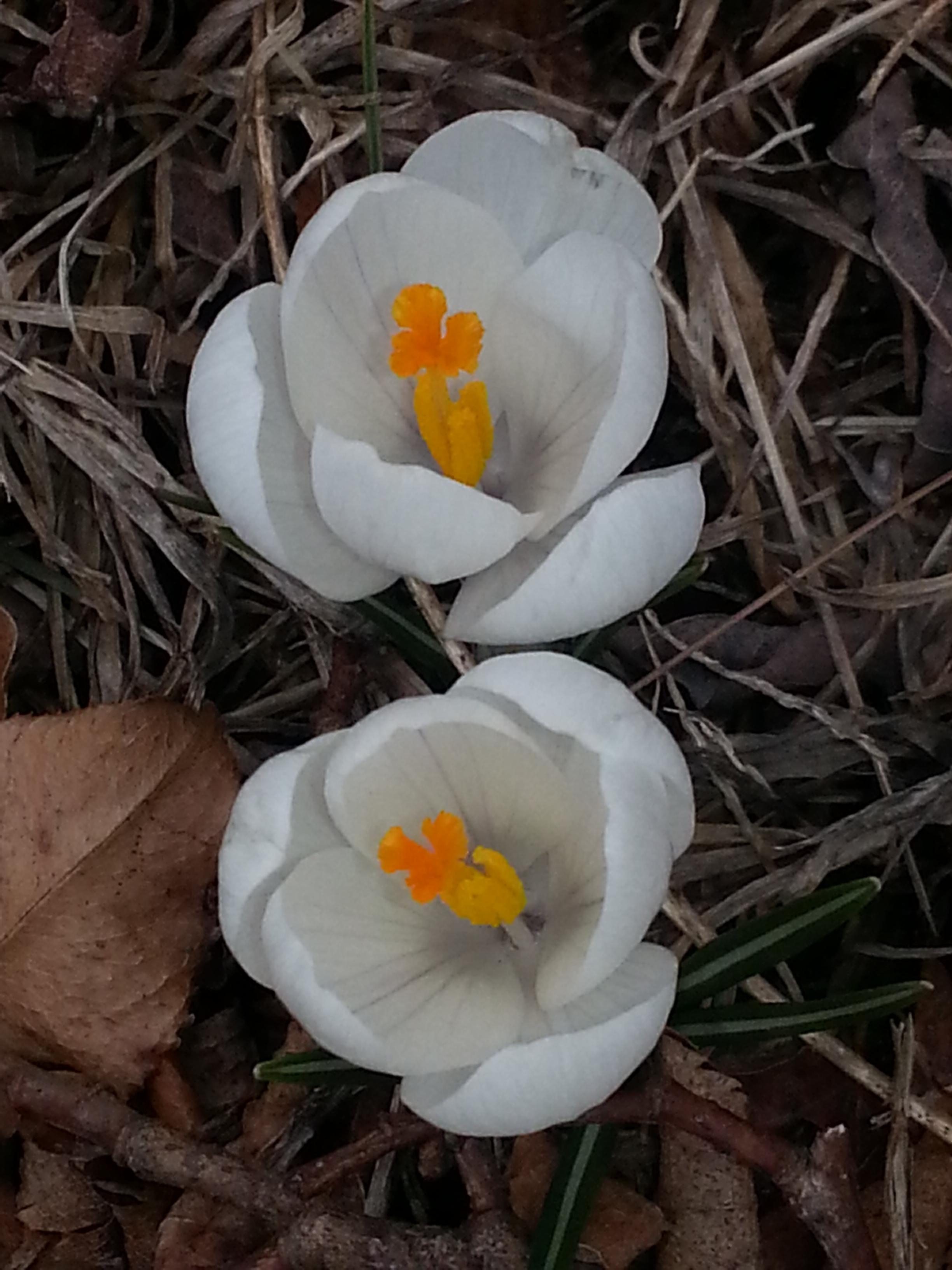 Two spring flowers peeping out of the ground
