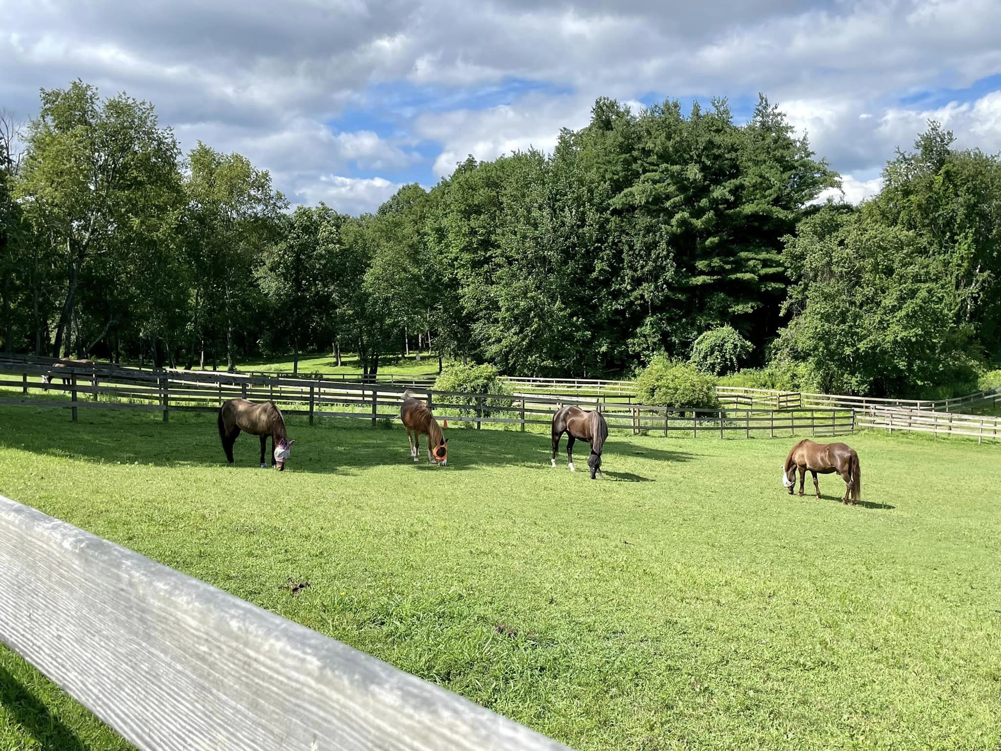 horse group