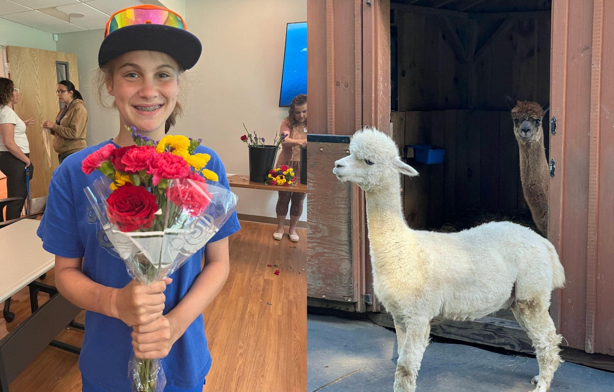 A student holding flowers and two Llamas at a barn.