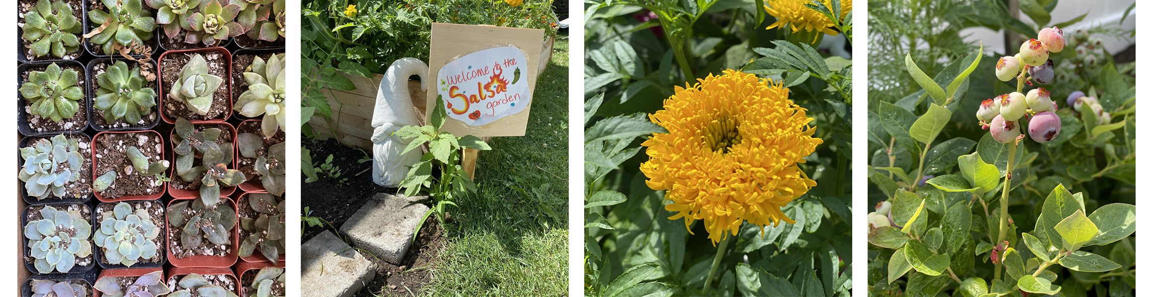 Photos from the CFFS garden including blueberries, a salsa sign, succulents and a flower