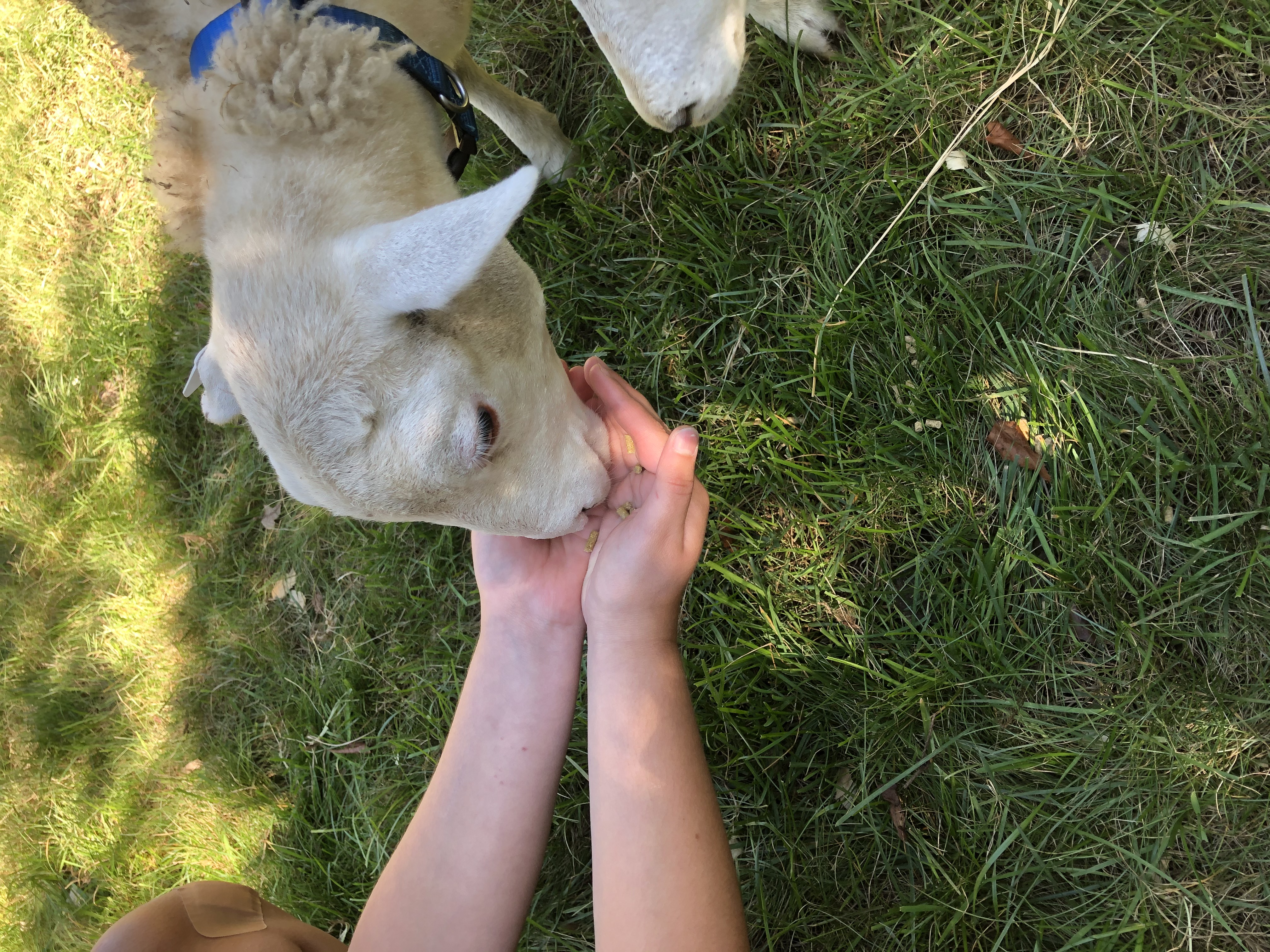 Baby lamb eating from child's hands