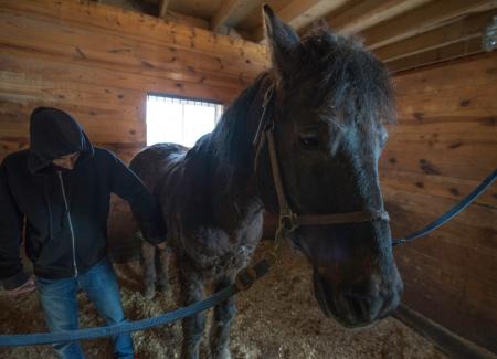Horse in Stable