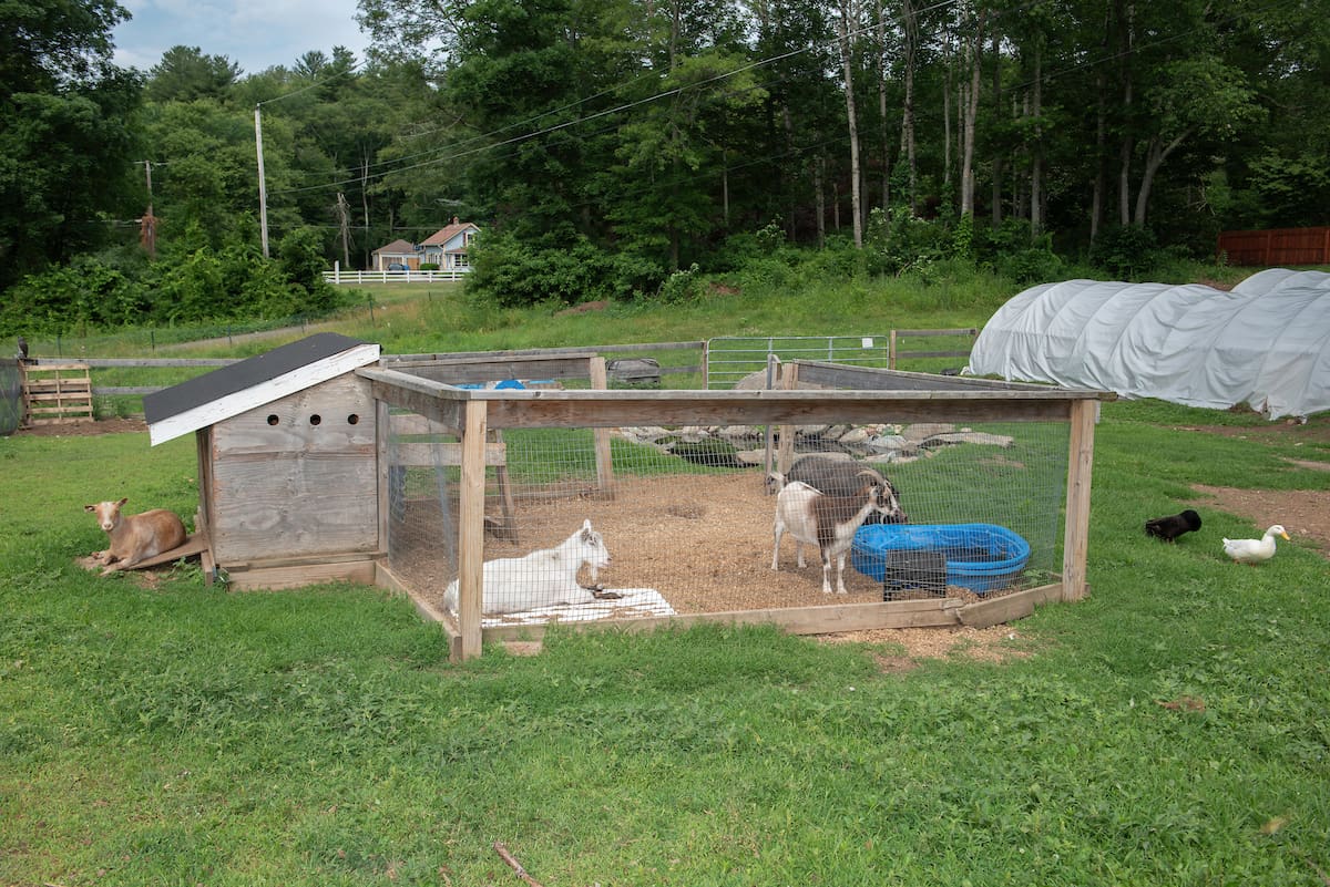 Goats in a fenced outdoor enclosure on a grassy field with trees and houses in the background.