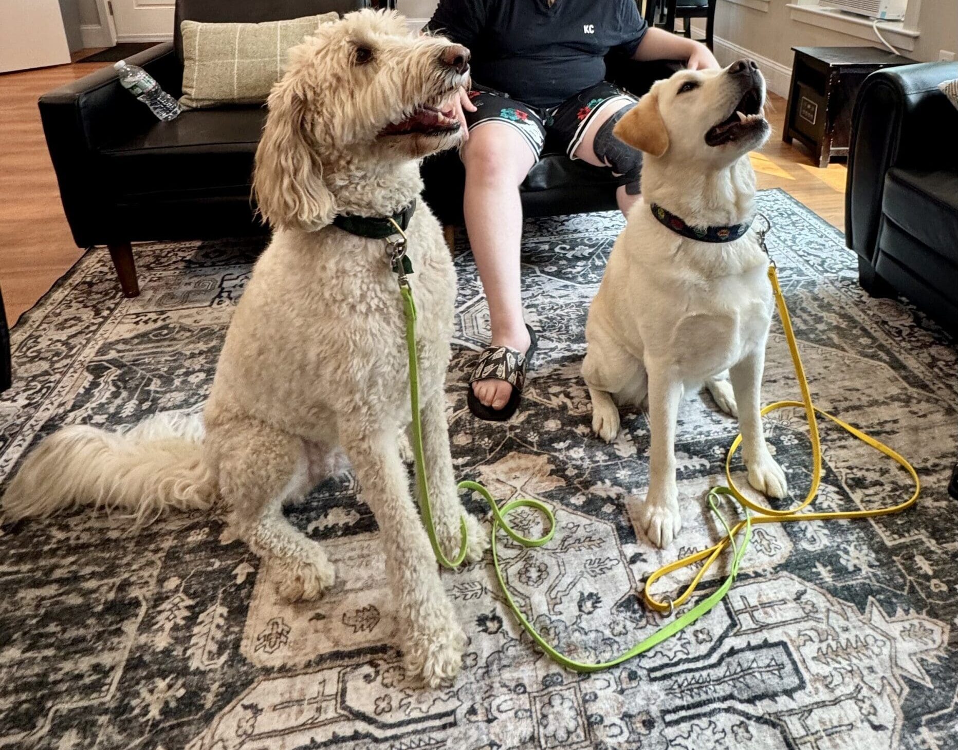 Two dogs sitting on a rug with a person on a couch and two people in the background.