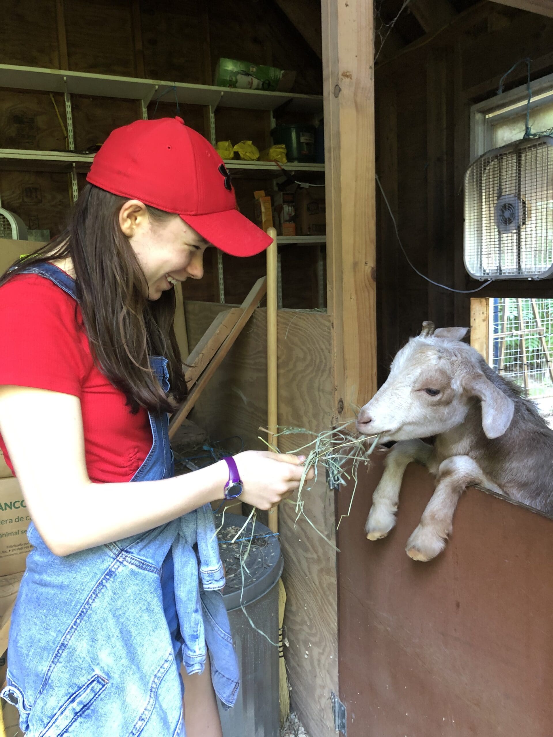 A student in a red cap and red shirt offers hay to a goat in a barn.