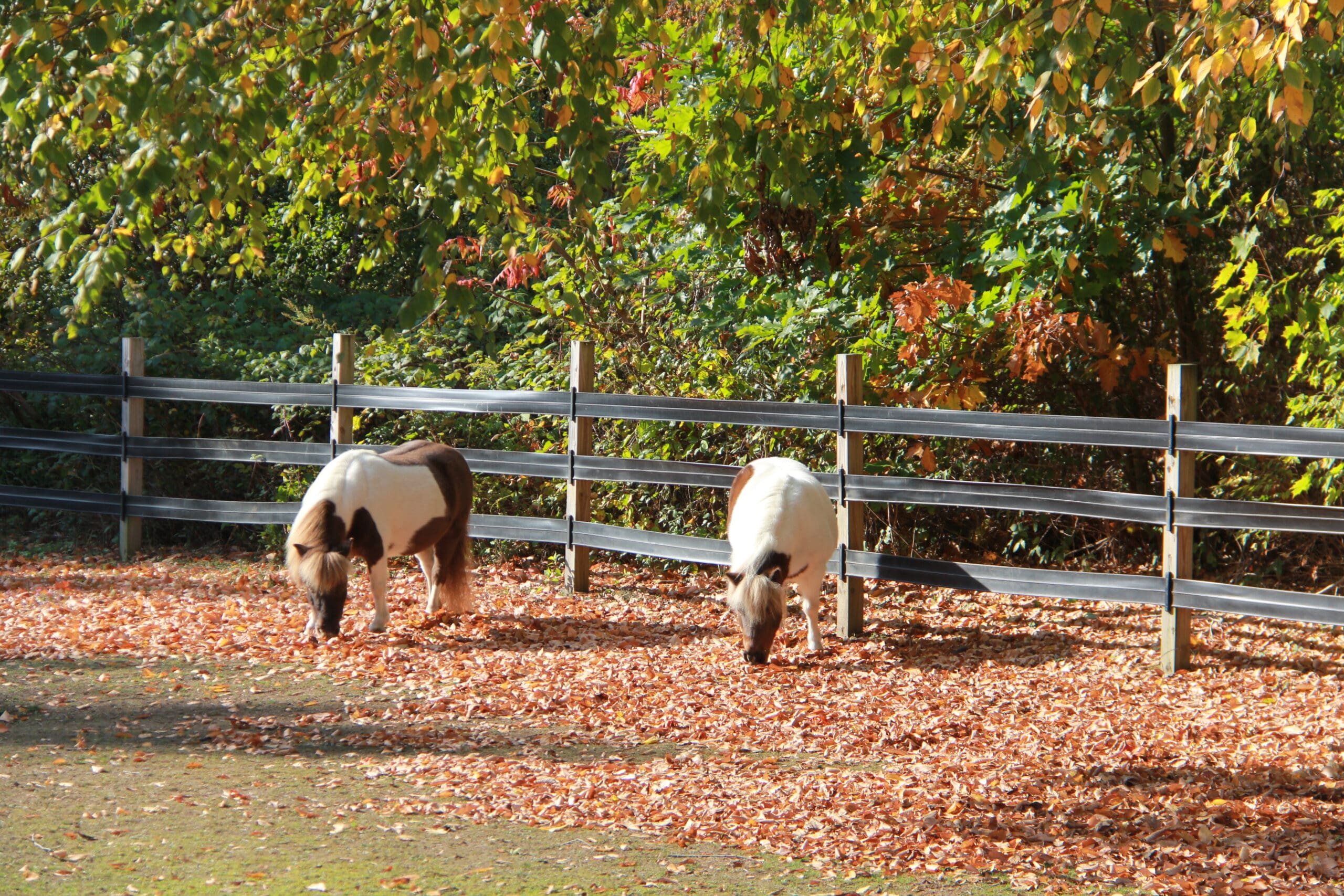 Two small ponies grazing among fallen leaves near a fence with green and orange foliage.