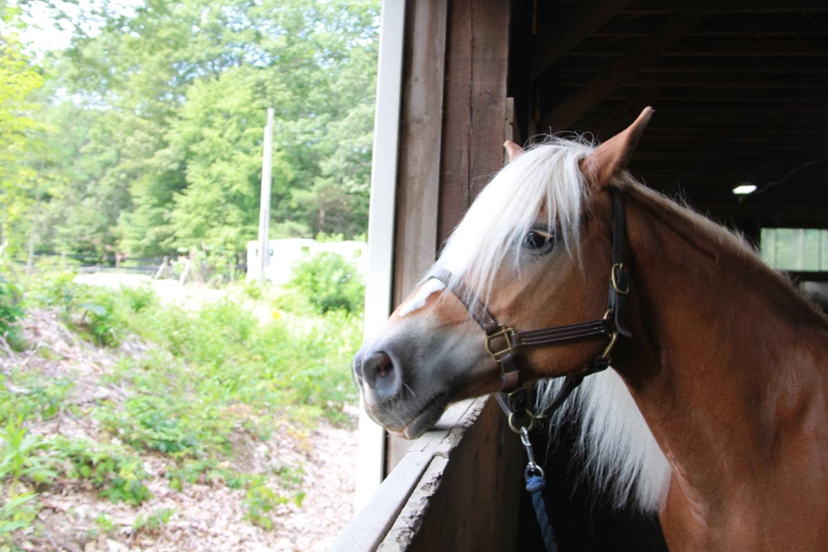 Horse looking out from a barn, with green trees outside