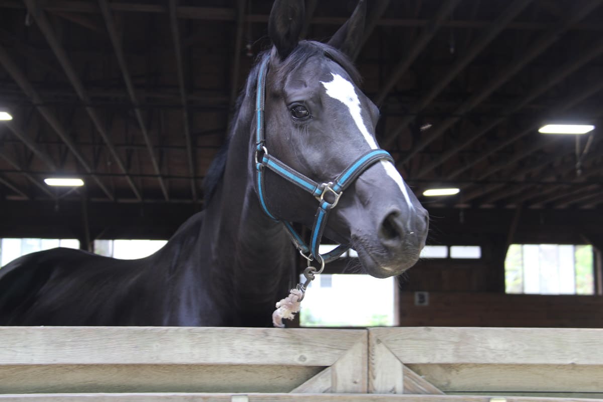 Black horse with a white star-shaped marking on its forehead in an indoor stable