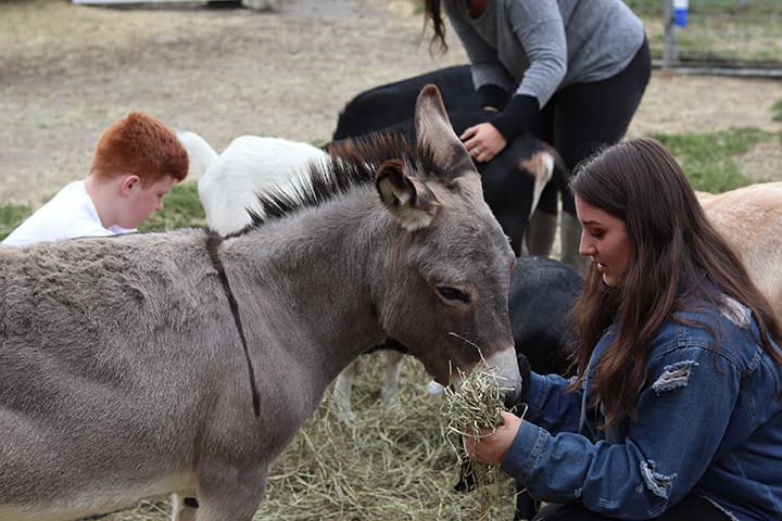 Meadowridge Academy student feeding a gray donkey, with two other students interacting with animals in the background.