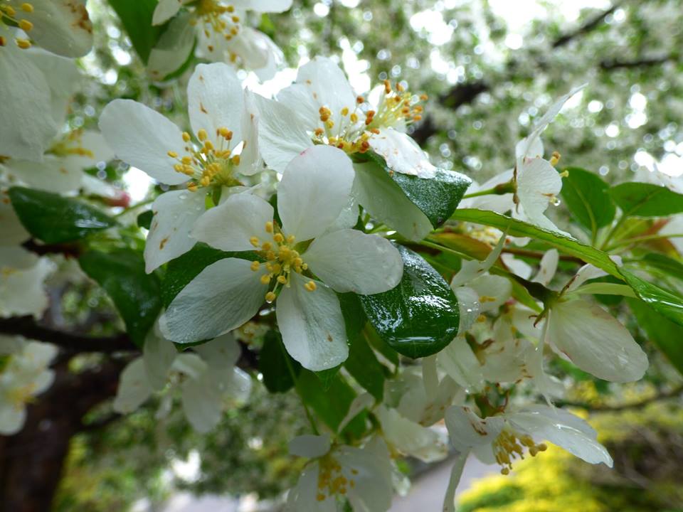 Close-up of white flowers with yellow stamens on a green leafy branch
