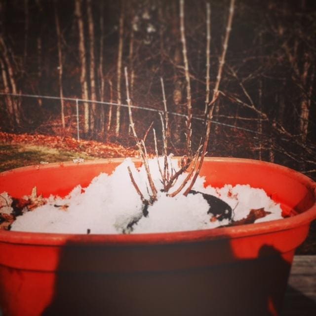 A small leafless plant in a red pot with snow inside.