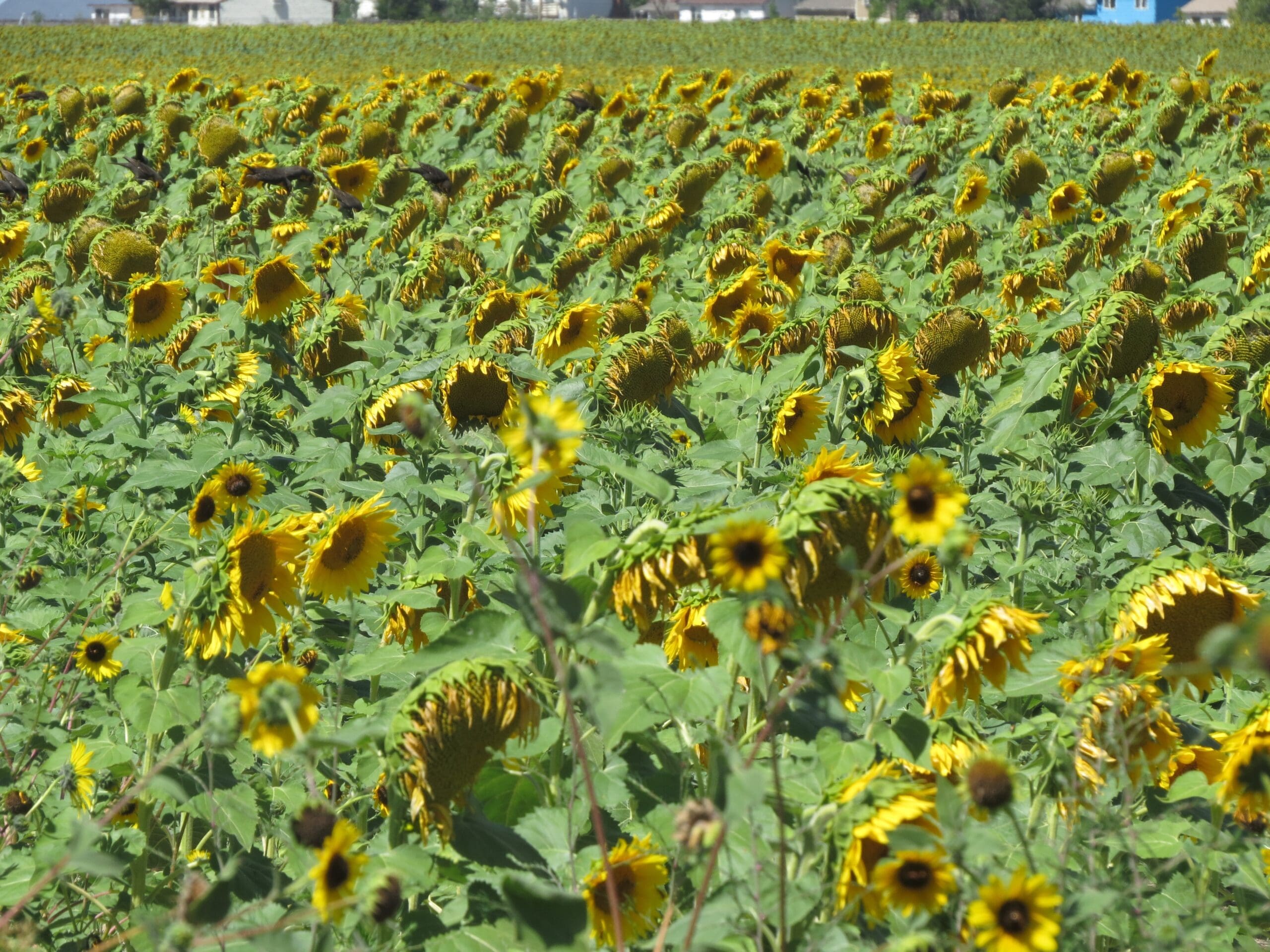 Sunflower field with green foliage and yellow blooms, some drooping.
