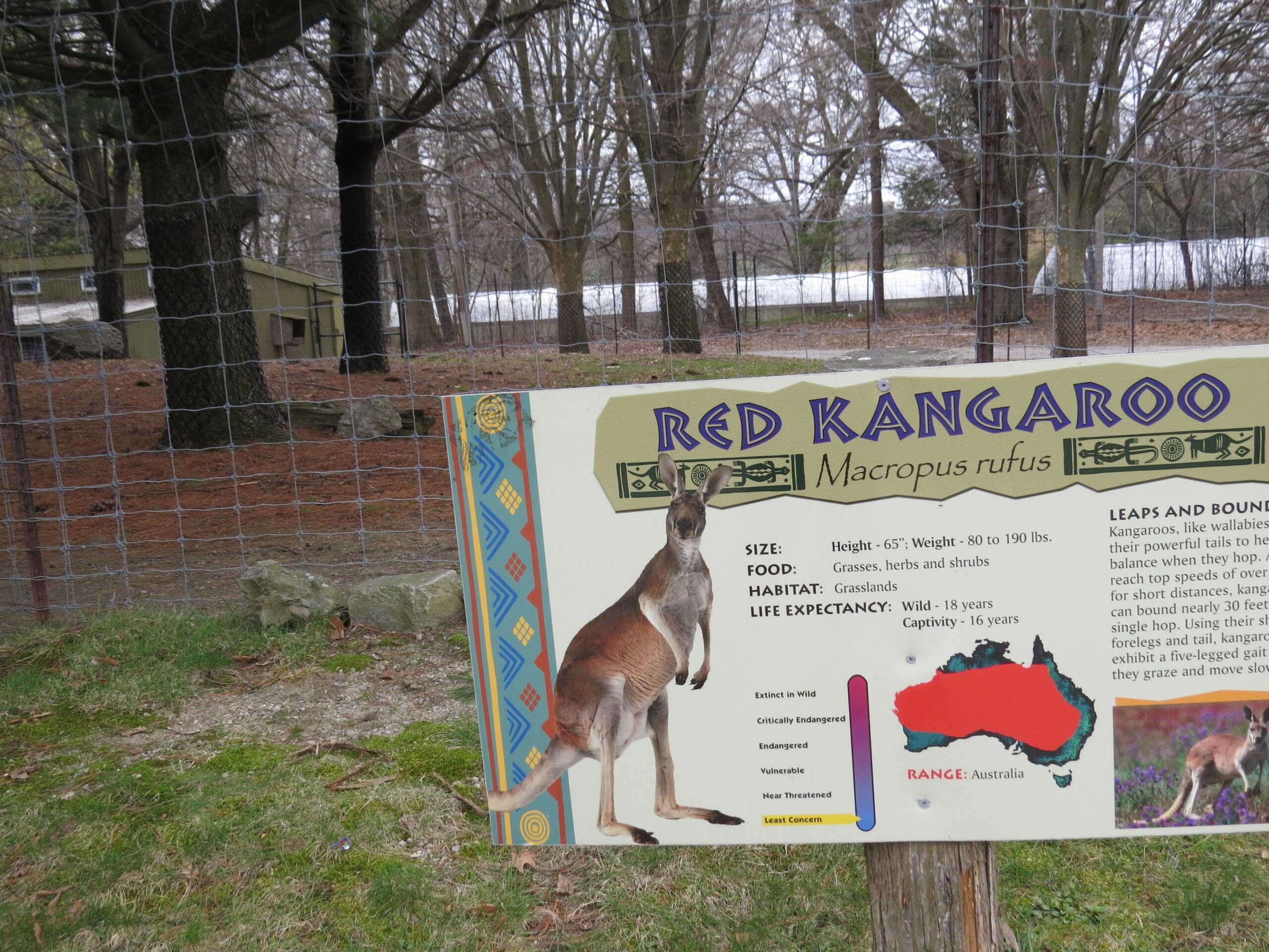 Information sign about Red Kangaroo with details and an illustration.
