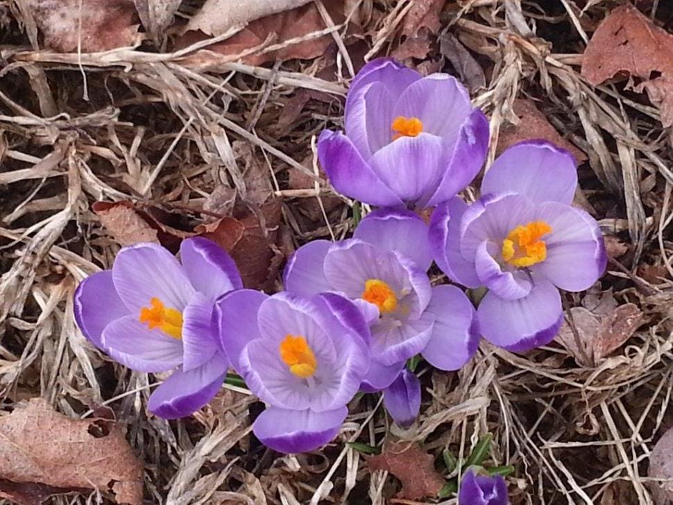 Purple crocus flowers blooming among dry leaves and grass.