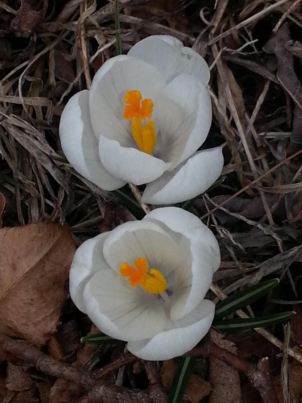 Two white crocus flowers with yellow and orange stamens on ground with dried leaves