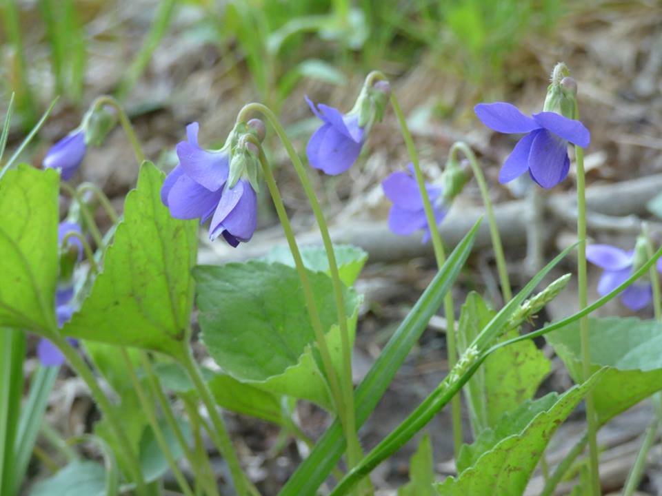 Purple flowers and green leaves in a natural setting.